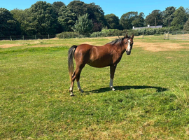 Stunning sec B 2yo filly