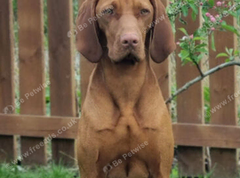 Hungarian Wirehaired Vizsla Puppies