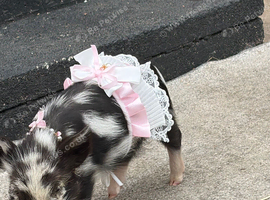 Kune kune