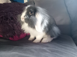 10wk lion lop doe