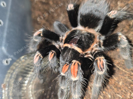 Tarantulas