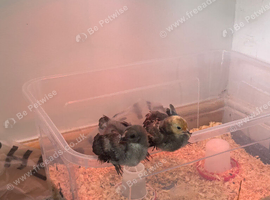 2 Chicks