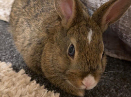 Mixed breed baby rabbits