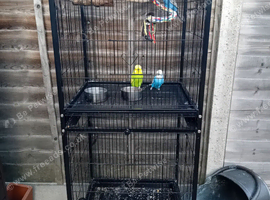 Budgies and cage