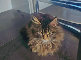 MAINE COON FEMALE
