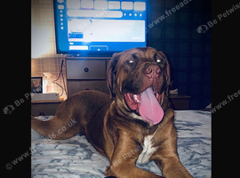 Make Dogue de Bordeaux
