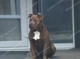 19 month old female bully