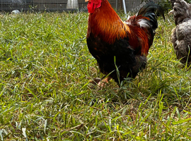 Backyard chickens for sale