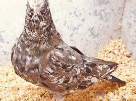 RARE COLOURED ALMOMD RACING PIGEONS