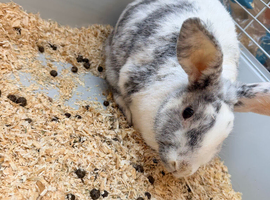 2 year old bunny with everything you need!