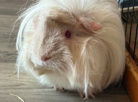 Female needing a home