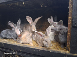 Flemish baby rabbits