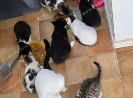 Beautiful kittens for sale looking for foreverr loving homes