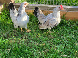 2 young Serema hens, as photographed