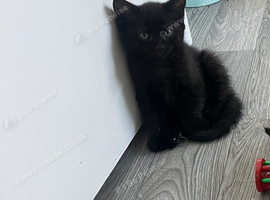Two black beautiful half British short hair kittens