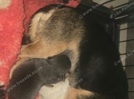 Boy chihuahua