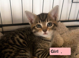 kittens looking for new family