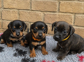 Miniature dachshund cross jackrusell puppies