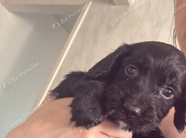 One lovely cocker spaniel boy left