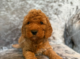 Cockapoo puppies for sale