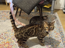 Ticca registered active male