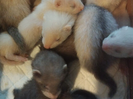 Ferret Kits
