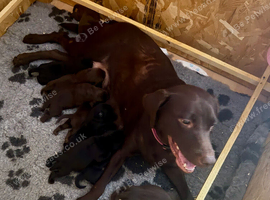 Beautiful Lab pups