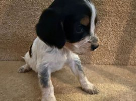 8 cocker spaniel puppies for sale