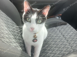 Male cat