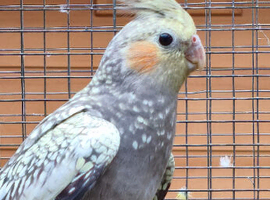 One young pearl cockatiel for sale in Maidstone