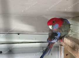 Various birds for sale