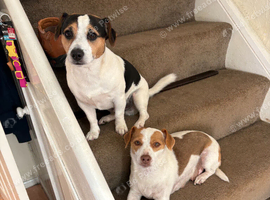 Pure Bread Jack Russell Pups ,