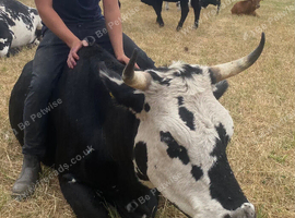 Very friendly Cookie the cow