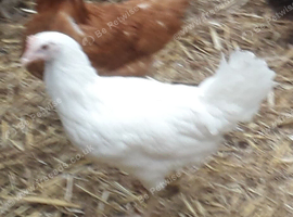 White egg layers 16to18 weeks old