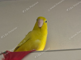 Parrotlet in Batley