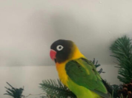 Lovebird for sale.