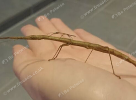 Indian stick insects