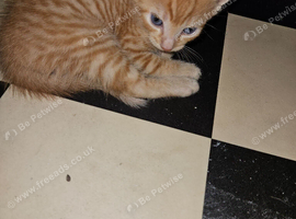 Male Kittens