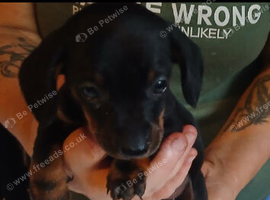 True mini dachshound. Girl pup