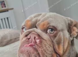 New english bulldog