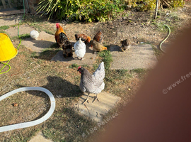 Gold partridge bantams for sale