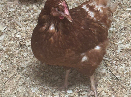 Warrens for sale just started to lay
