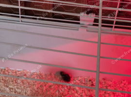 Jumbo coturnix quails chicks