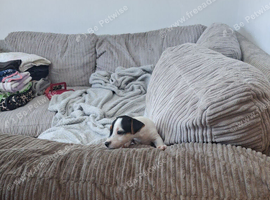 8 week old jack russel pups