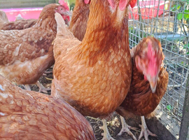 Laying hens