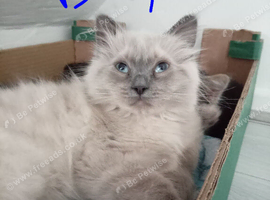 2 pure breed Ragdoll kittens