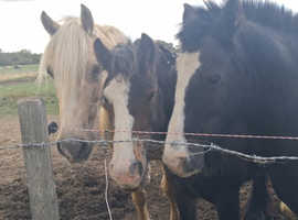 Grazing or sole. Use yard needed
