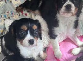 Gorgeous Cavalier Puppies -Now Ready