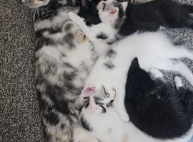 Last males kitten ready now