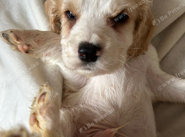 Beautiful Cocker spaniel Puppies